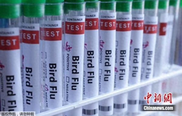 炒股工具APP下载 好意思疾控中心：感染东说念主类的禽流感病毒出现基因突变